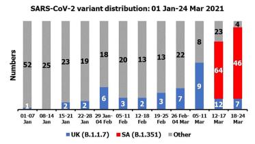 South African Varient.jpg