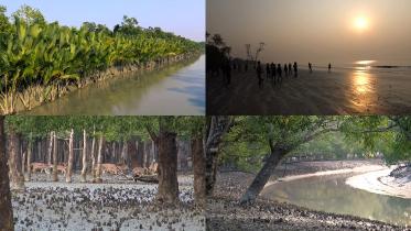 Sundarban.jpg
