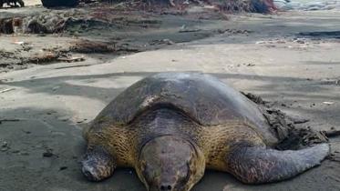 Tortoise_Kuakata.jpg