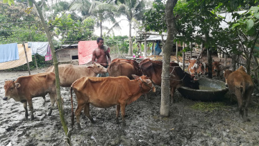 patuakhali.jpg