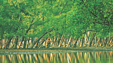 sundarban.jpg