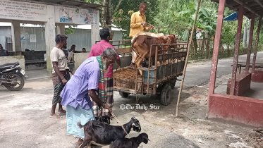 lalmonirhat_flood_cattle.jpg