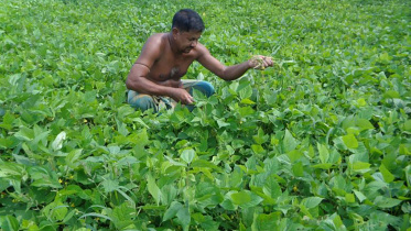 kalai_cultivation.jpg