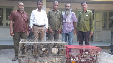 sylhet_common_myna_rescued_2.jpg