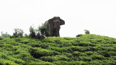 moulvibazar_locals_still_in_fear_for_elephant_pic.jpg