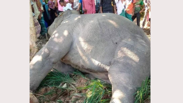 asian_elephant_killed_13nov21.jpg
