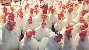 poultry-industry-1.jpg