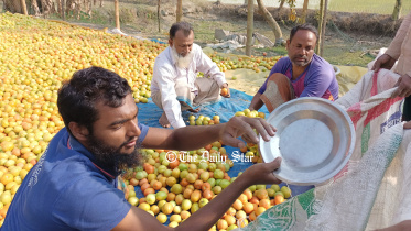 lalmonirhat_tomato_farming_2.jpg