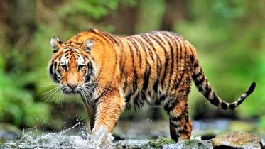 lead_photo_1_are_tigers_loved_enough_in_bangladesh_1.jpg