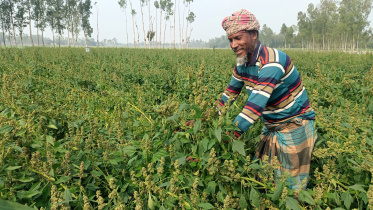 lalmonirhat_quinoa_farming-01.jpg