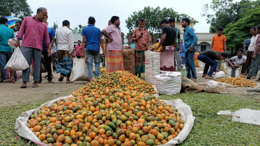 lalmonirhat_betel_nut_1.jpg