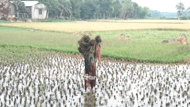 gazipur-harvest-pics-5.gif