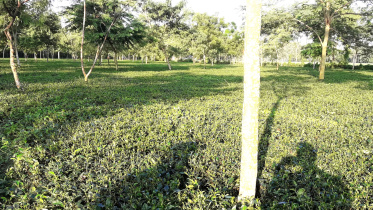 thakurgaon_pic-tea_garden-01.jpg