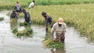 lalmonirhat_ripe_paddy-03_copy.jpg