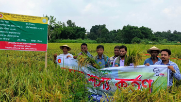 মানিকগঞ্জ ব্রি ধান