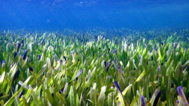 Seagrass