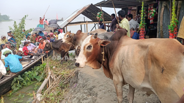 kurigram_cattledp_1jul22.jpg
