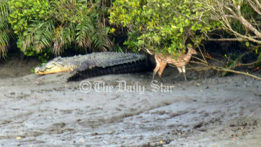 সুন্দরবন