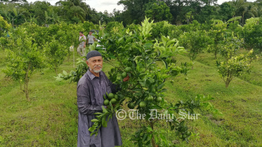 বরগুনা মালটা চাষ