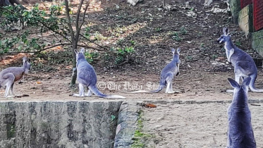 ক্যাঙ্গারু