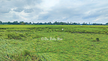 কৃষিবিমা