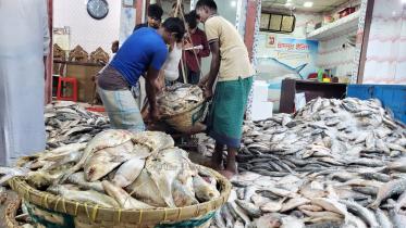 পচা ইলিশ