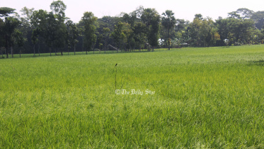 পটুয়াখালী পার্চিং পদ্ধতি