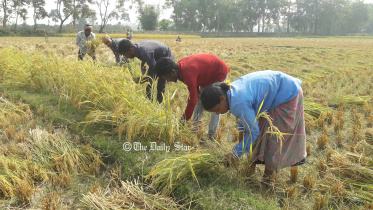 আমনের দাম বৃদ্ধি : খুশি ঠাকুরগাঁও-পঞ্চগড়ের চাষি