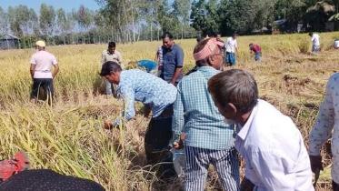 জেলে থাকা কর্মীর খেতের পাকা ধান কেটে দেন বিএনপি নেতা-কর্মীরা