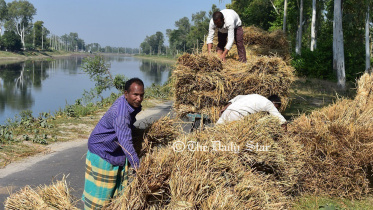 তিস্তা প্রকল্প : আমনচাষিদের প্রায় ৯৫ কোটি টাকা সাশ্রয়