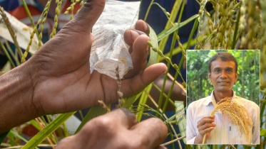 ১ যুগ গবেষণা শেষে ৬ ‘নতুন জাতের’ ধান উদ্ভাবনের দাবি কৃষক আরুনির