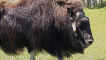 যুক্তরাষ্ট্রের আলাস্কা অঙ্গরাজ্যের 'মাস্কঅক্স' প্রজাতির ষাঁড়। ফাইল ছবি: এপি