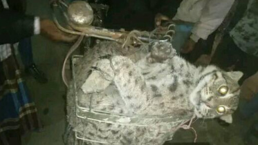 চট্টগ্রাম, সন্দ্বীপ, ম্যানগ্রোভ বন, বনবিড়াল,