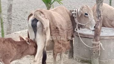 গবাদি পশু