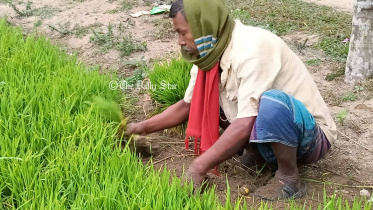 কুড়িগ্রাম-লালমনিরহাটে কনকনে ঠান্ডায় ব্যাহত কৃষি কাজ