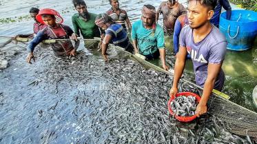 পাবদা মাছ