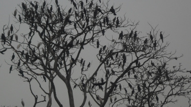 পরিযায়ী পাখি