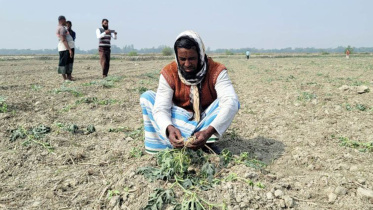 আয়ের একমাত্র উৎস ২৫০০ তরমুজ গাছ উপড়ে ফেলেছে দুর্বৃত্তরা