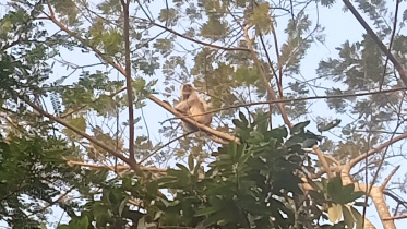 পটুয়াখালীতে লোকালয়ে দেখা মিললো বিরল প্রজাতির কালোমুখো হনুমান