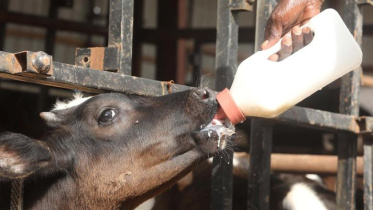 হোলস্টেন ফ্রিজিয়ান জাতের বাছুরকে দুধ খাওয়ানো হচ্ছে। ফাইল ছবি: রয়টার্স
