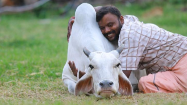 ভারতে এখন থেকে ১৪ ফেব্রুয়ারি ‘গরুকে জড়িয়ে ধরার দিন’ হিসেবে পালন করা হবে। ছবি: টুইটার থেকে সংগৃহীত
