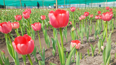 thakurgaon_pic-tulip-07.jpg