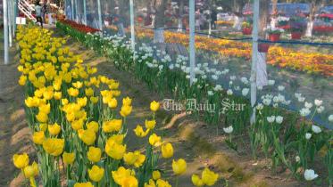 রাজশাহী, ফুল বাগান, আম, টিউলিপ,