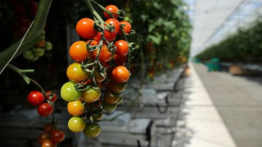 যুক্তরাজ্যের কাঁচাবাজারে যে কারণে টমেটো নিয়ে ‘টানাটানি’