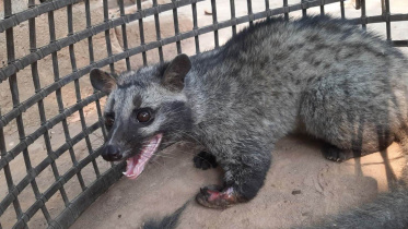Civet