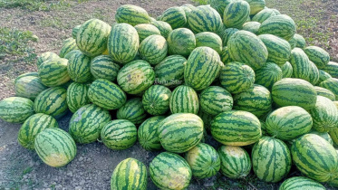 তরমুজ কেন বিক্রি হয় কেজি দরে