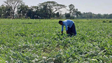 নোয়াখালী, সুবর্ণচর, তরমুজ,