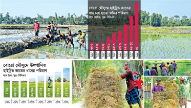 রেকর্ড পরিমাণ জমিতে হাইব্রিড ধান চাষ