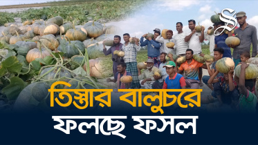 ফসল ফলছে তিস্তার বালুচরে