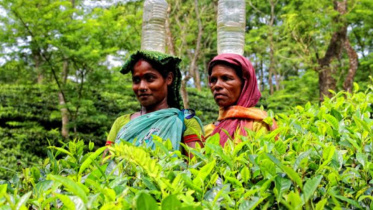 চা বাগানের অস্থায়ী শ্রমিকরা মজুরি বৈষম্যের শিকার